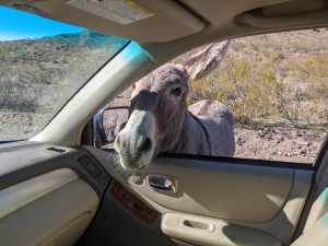 Life on the fringe, where 'wild' burros freeload off tourists.