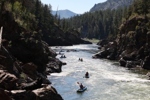 Some of our cherished river pals in Alberton Gorge on the Clark Fork River in Montana.