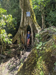 Marypat embraced by a tree on a jungley, waterfall-studded hike.